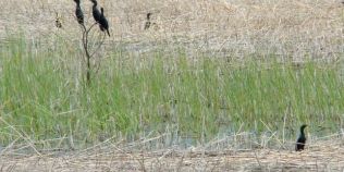Cum se distruge rezervatia ornitologica Ciuperceni-Desa, considerata unul dintre colturile de rai ale Romaniei