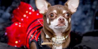 FOTO O avere pentru un Chihuahua: suma exorbitanta pe care o cheltuieste anual stapana unei cateluse