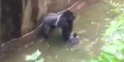 VIDEO O gorila de la o gradina zoologica din SUA, ucisa dupa ce un copil a intrat in spatiul rezervat animalului
