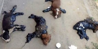 Gest de cruzime rara la Iasi: caini aruncati in smoala. Cazul a ajuns in presa internationala