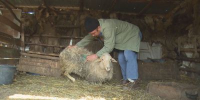 Revolta ciobanilor dupa ce haitele de maidanezi le-au ucis zeci de oi. 