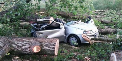 FOTO VIDEO Dezastrul lasat in urma de urgia care a maturat un camping din Bihor: un mort, trei raniti grav, zeci de copaci scosi din radacini